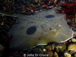 Large skate in Puget Sound by John Di Croce 